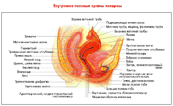 Гинеколог меряет глубину. От чего зависит размер влагалища, как его узнать и какой средний