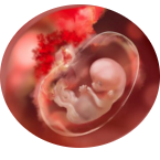 рисунок плода человека в утробе матери