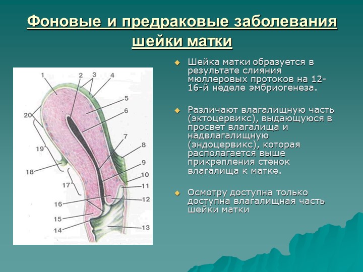 Фоновые и предраковые заболевания шейки маткиШейка матки образуется в результ. 