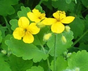 Лечение кист шейки матки народными средствами: рецепты