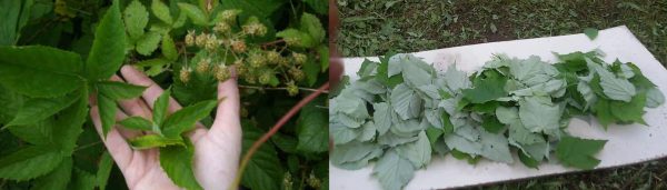 Женская рука держит на малиновом кусте листике, листья просушиваются на земле на белом листе бумаги