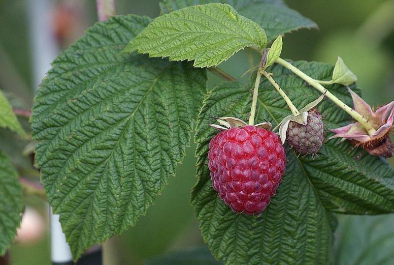 Листья малины можно принимать на поздних сроках для естественной стимуляции родов