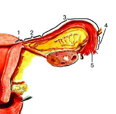 Патология шейки матки