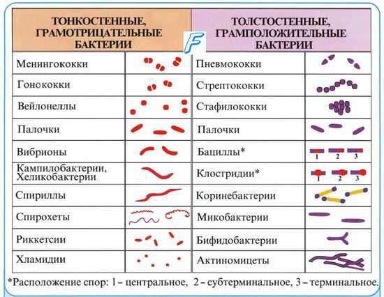 Палочковая флора в мазке что это и чем опасна