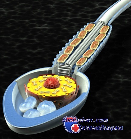 сперматозоиды