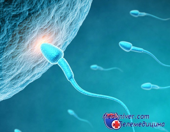 сперматозоиды