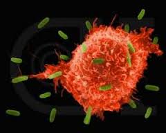 заразны ли больные раком