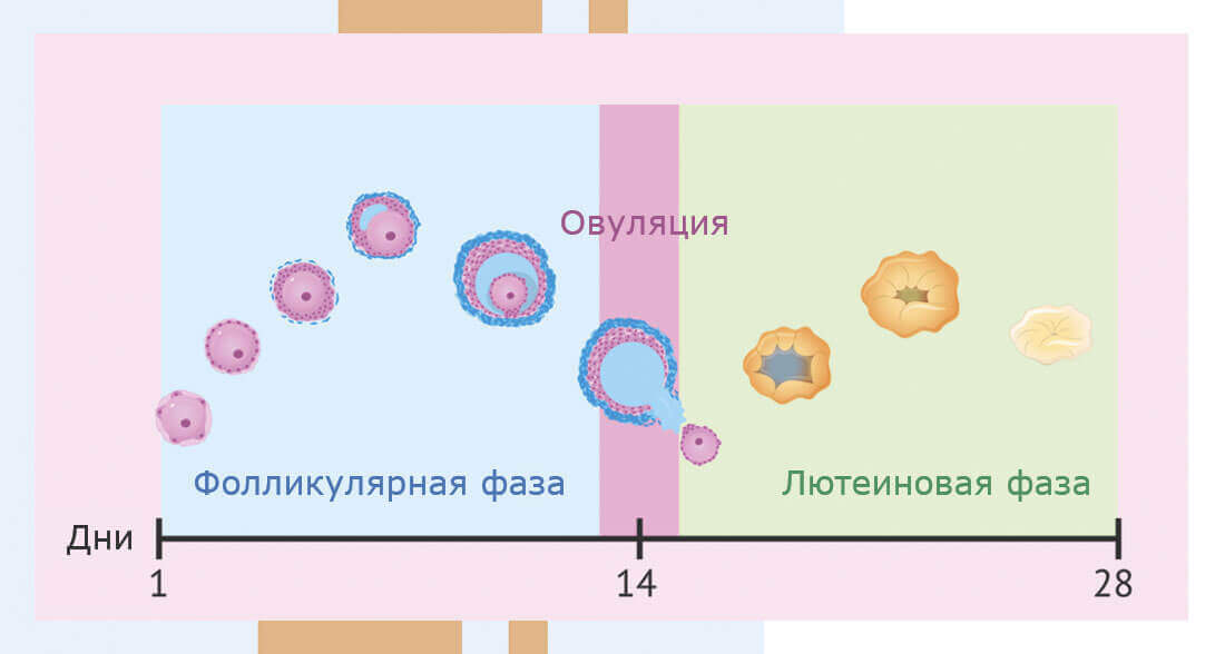 Разрыв кисты яичника - Изображение №1