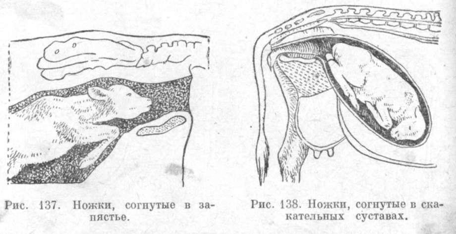 ножки согнутые в запястья теленка